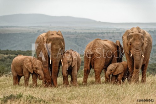 Picture of Elephant Family